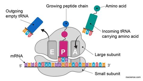 epa site ribosome|More.